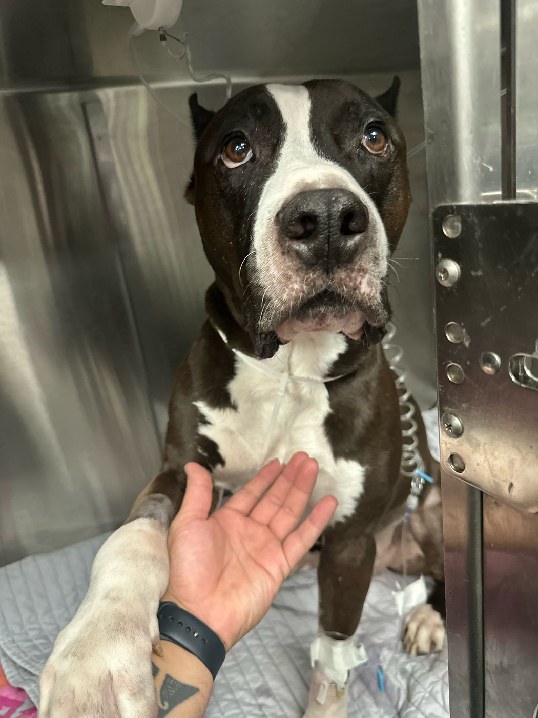 A pit bull patient resting a paw on Xavier's hand in an animal hospital kennel