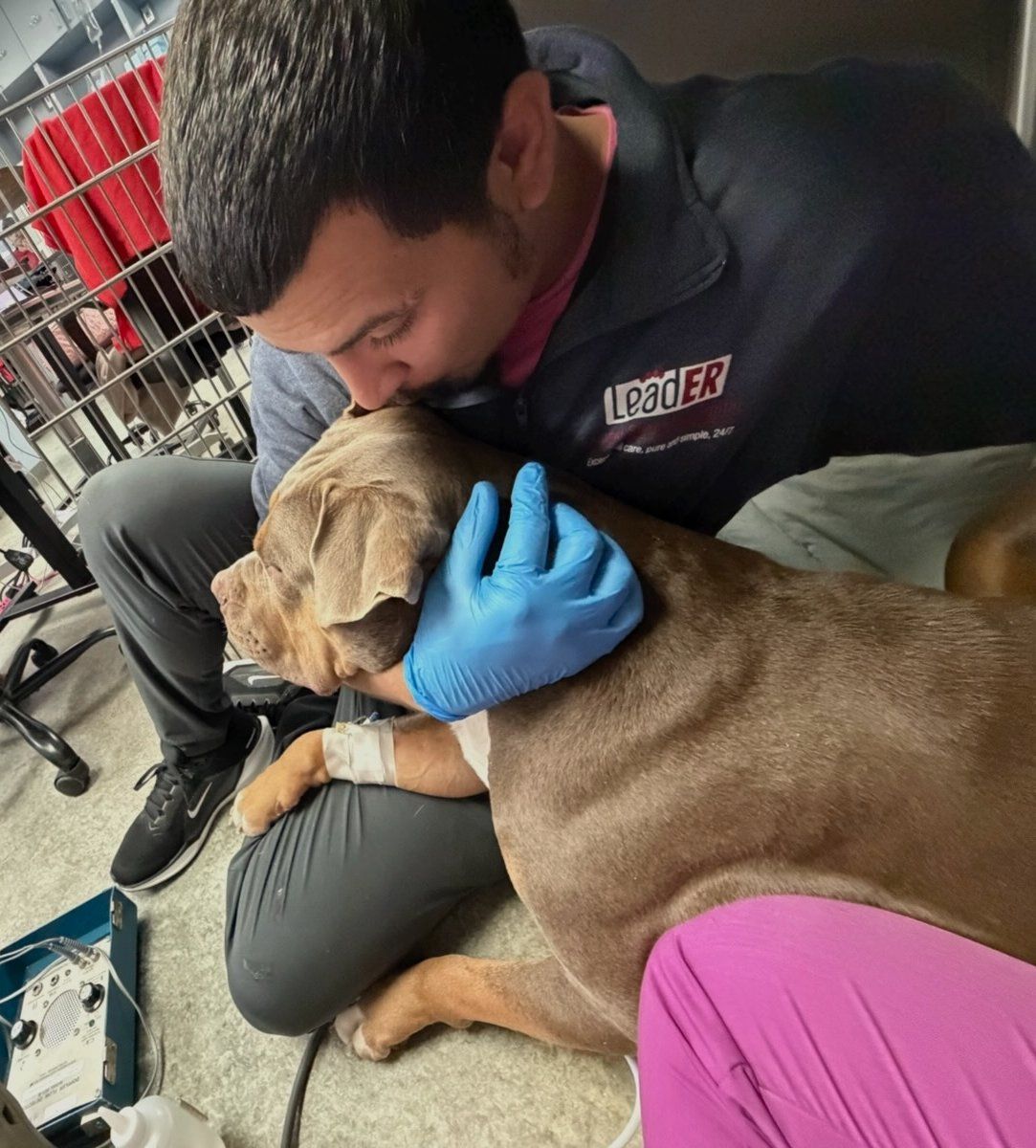 Xavier comforting a dog with an IV line at the animal hospital