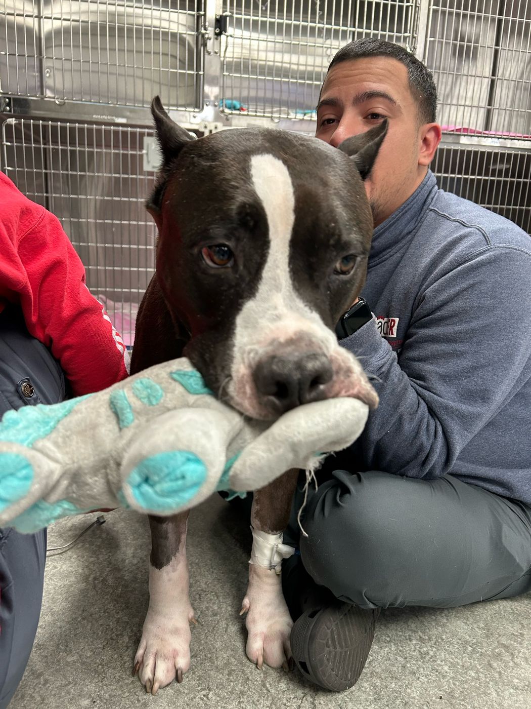 Xavier sitting with a pit bull patient holding a stuffed toy at the animal hospital