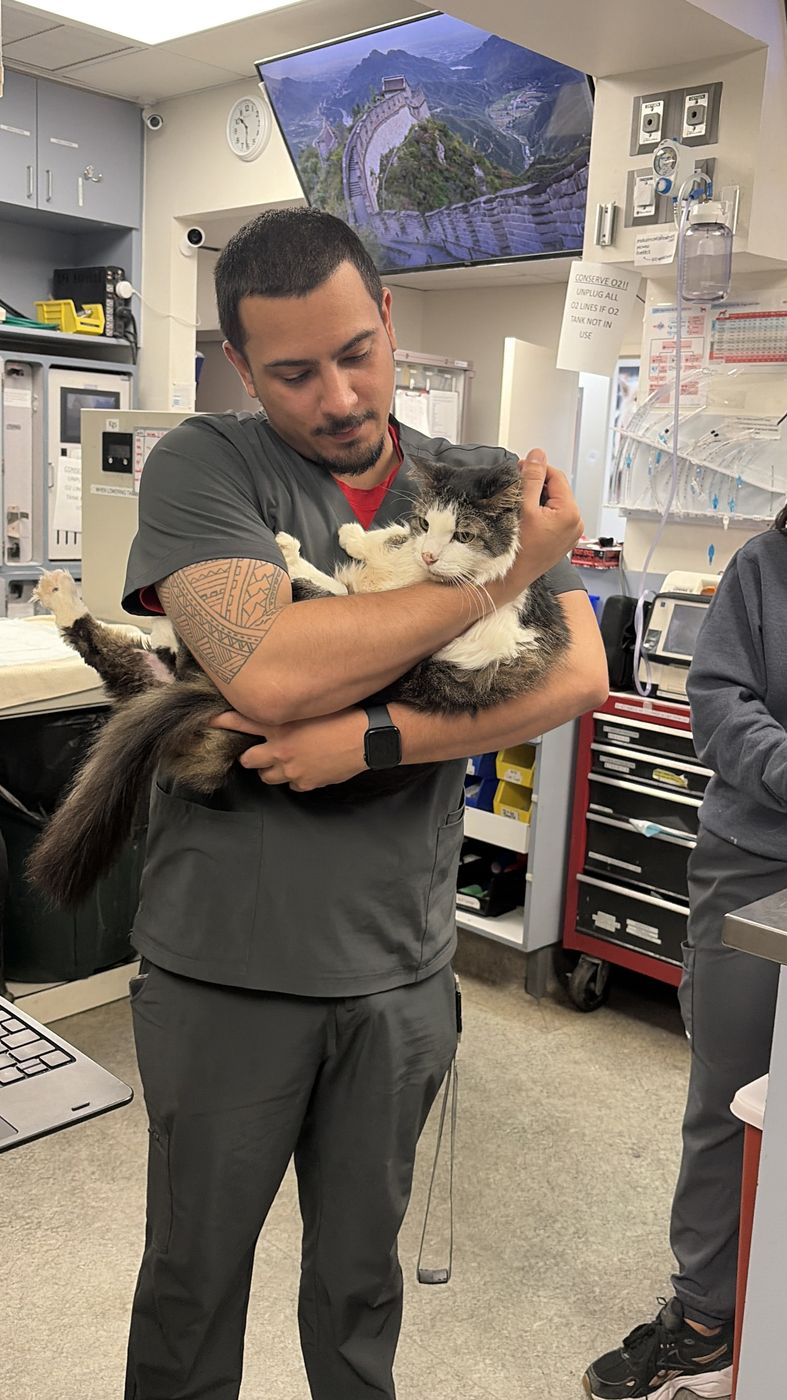 Xavier in scrubs holding a fluffy cat at a South Florida animal hospital